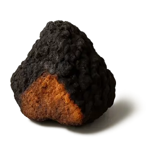 Chaga