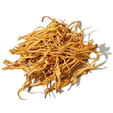 Cordyceps