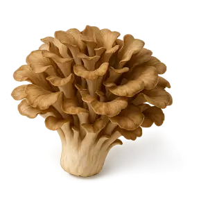 Maitake