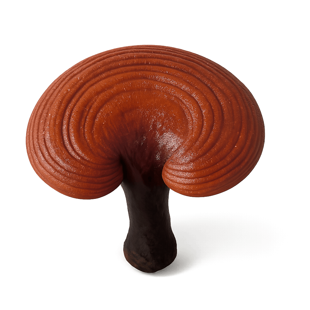 Reishi