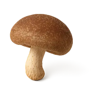 Shiitake