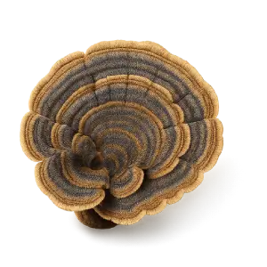 Turkey Tail